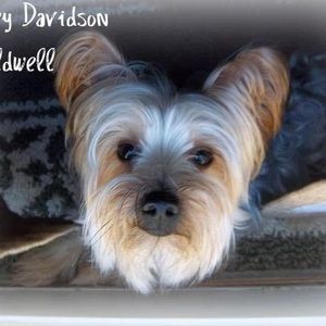 Meet your Posher, Connie